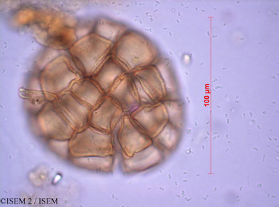 ISEM 2/Faidherbia_albida_33682/Faidherbia_albida_33682_0001(copy)_thumb.jpg